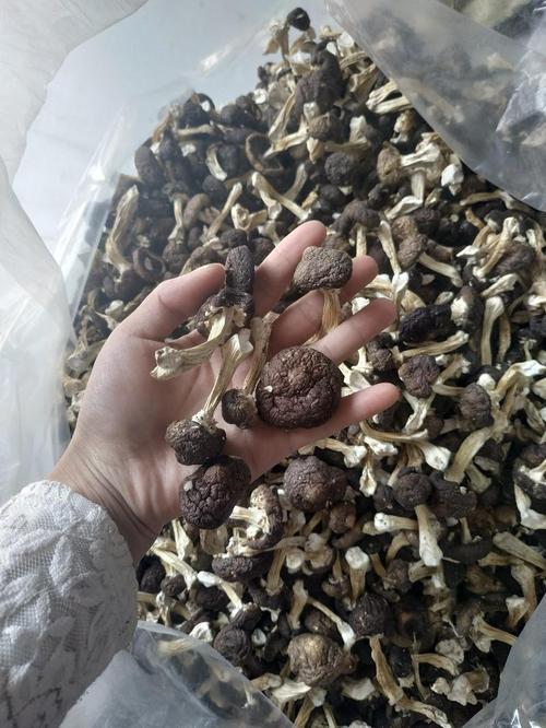 化學(xué)肥料熱賣品類解析 從通用款到功能型的市場(chǎng)趨勢(shì)